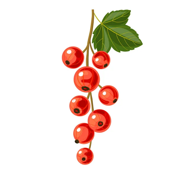 Branch of red currant — Stock Vector