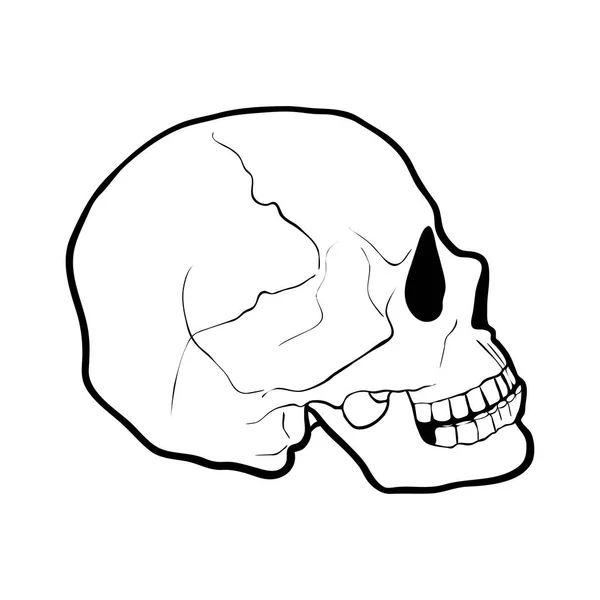 Hand drawn human skull — Stock Vector