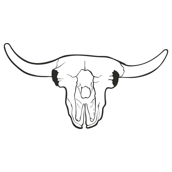 Hand drawn skull of a bull — Stock Vector