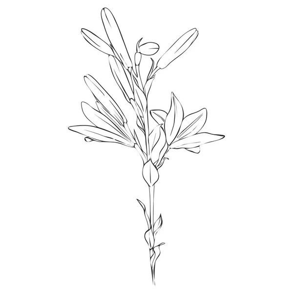 Dessin vectoriel fleur de lys — Image vectorielle