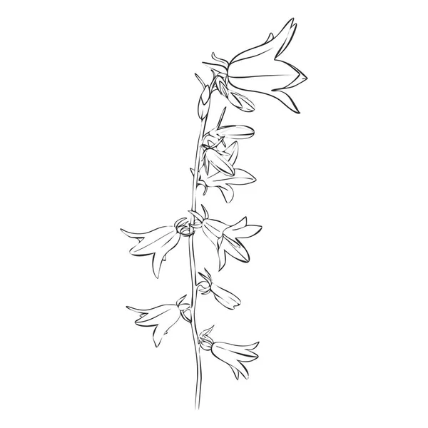 Vector dibujo campana flores — Archivo Imágenes Vectoriales
