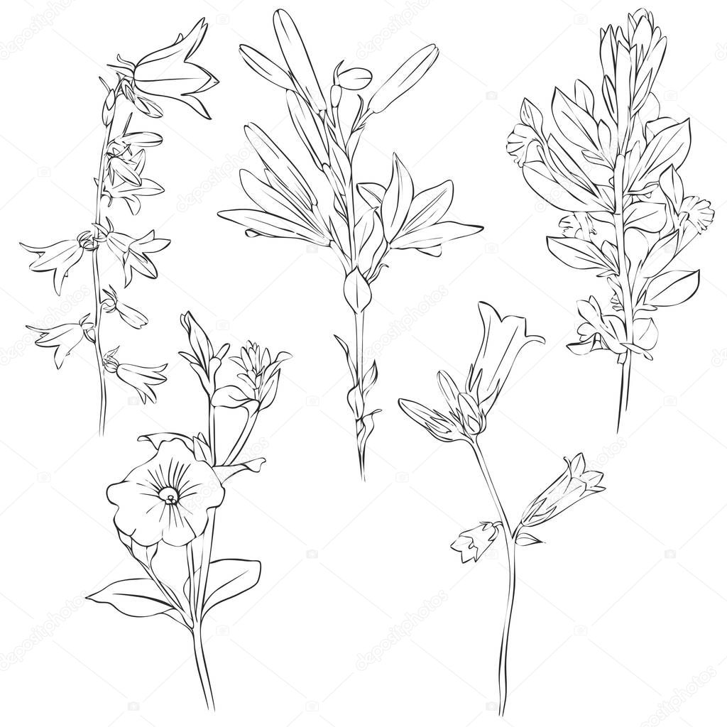 vector drawing flowers