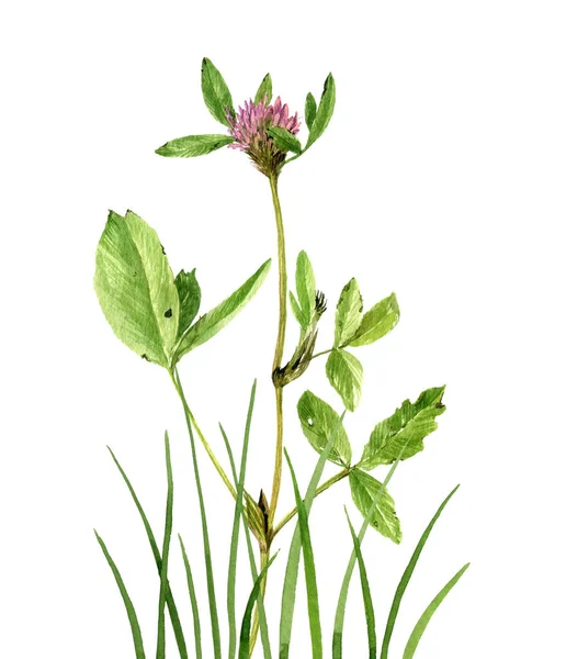 Watercolor drawing clover flower and grass — Stock Photo, Image