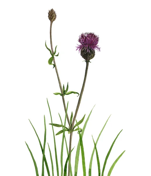 Acuarela dibujo flor y hierba —  Fotos de Stock