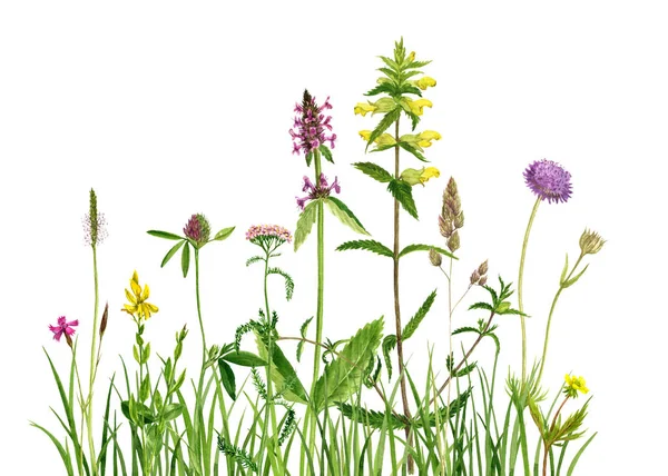 Akvarell ritning blommor och gräs — Stockfoto