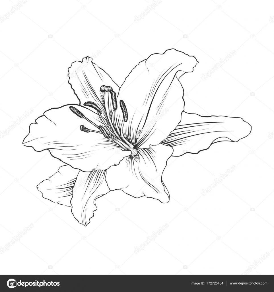 Dessin vectoriel fleur de lys Vecteur par ©cat_arch_angel 172725464