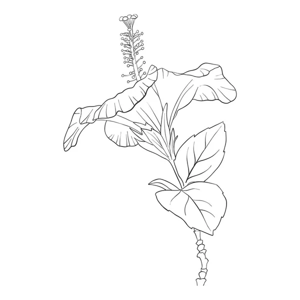 Διάνυσμα λουλούδι του ιβίσκου — Διανυσματικό Αρχείο