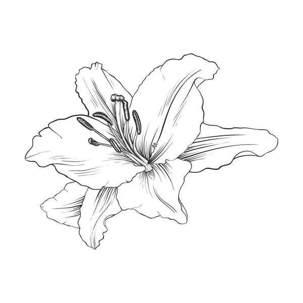 Fiore di disegno vettoriale di giglio — Vettoriale Stock