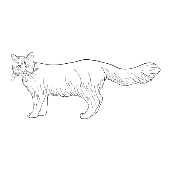Векторный эскиз кота — стоковый вектор