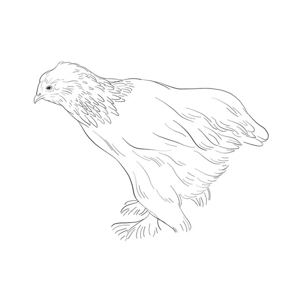 Croquis vectoriel du poulet — Image vectorielle