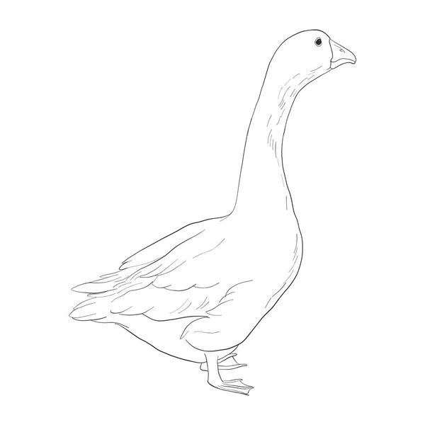 Vector sketch of goose — Stock Vector