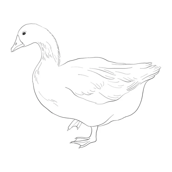 Vector sketch of goose — Stock Vector