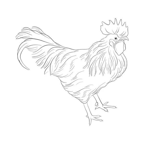 Vector sketch of cock — Stock Vector