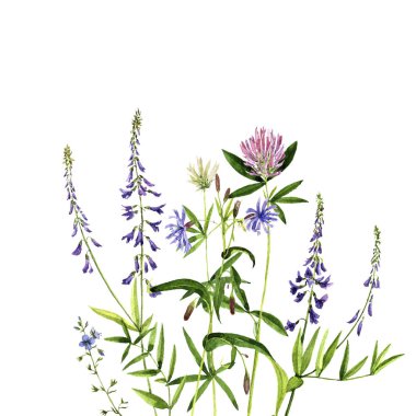 Sulu Boya çizim çiçek ve bitki