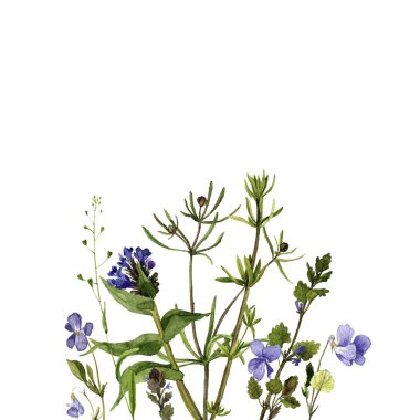 Sulu Boya çizim çiçek ve bitki