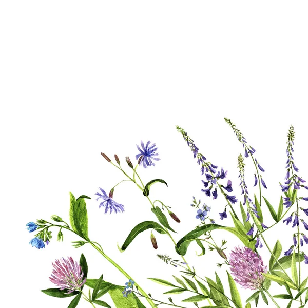 수채화 그리기 꽃과 식물 — 스톡 사진