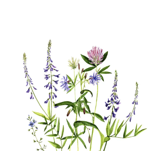 Sulu Boya çizim çiçek ve bitki — Stok fotoğraf