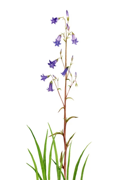 Акварельний малюнок квіти дзвінка — стокове фото