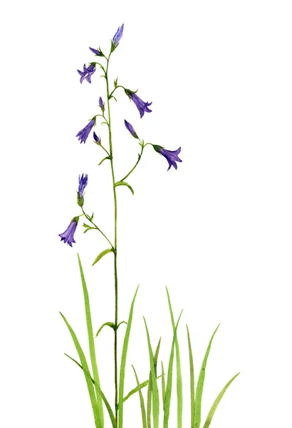 Aquarela desenho sino flores — Fotografia de Stock