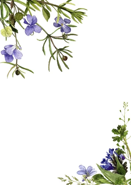 Sulu Boya çizim çiçek ve bitki — Stok fotoğraf