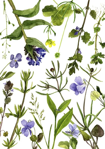 Acquerello disegno fiori e piante — Foto Stock