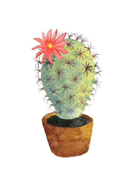 Akvarell ritning cactus — Stockfoto