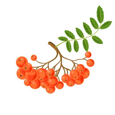 vektör üvez meyveleri