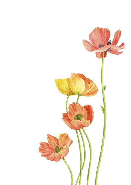 ポピーの花を描く水彩画 — ストック写真