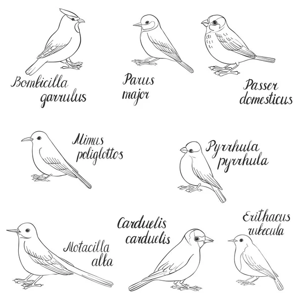 Vector set of birds — Stock Vector