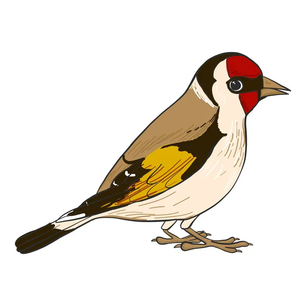 Vector drawing goldfinch — Stock Vector