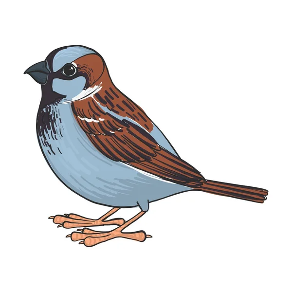 Vektorové kreslení sparrow — Stockový vektor