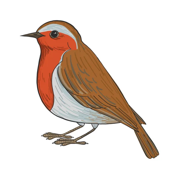 Vector tekening robin — Stockvector