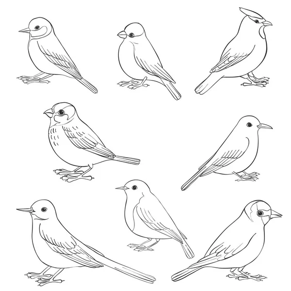 Vector set of birds — Stock Vector