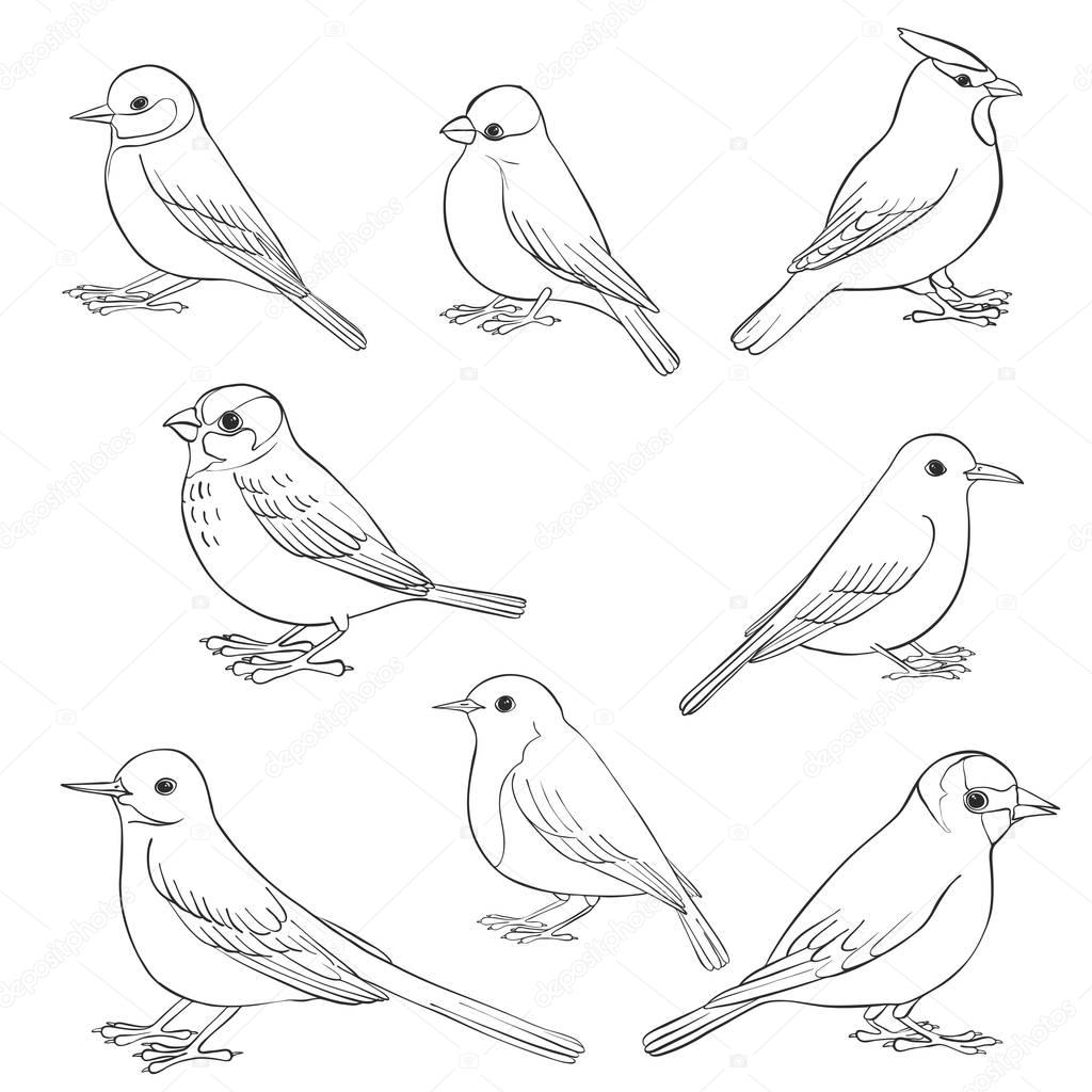 vector set of birds