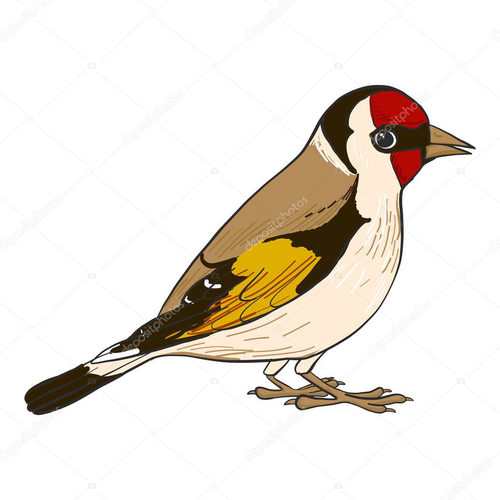 vector drawing goldfinch