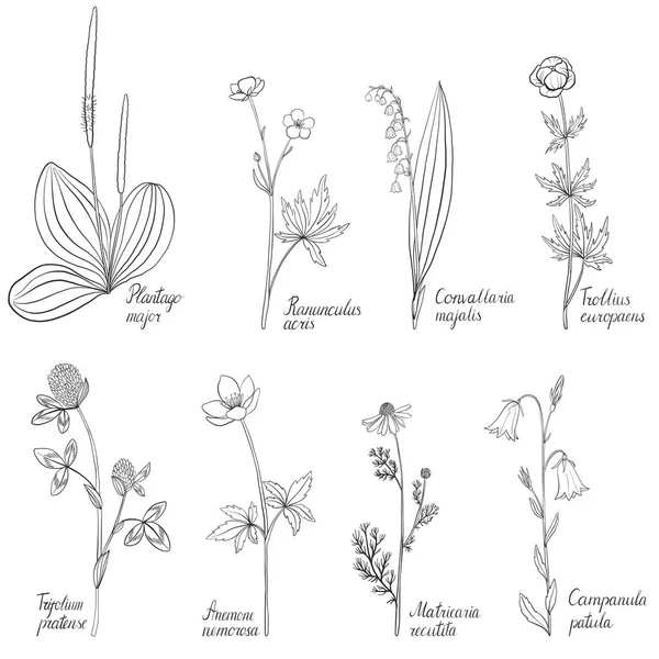 Sada kreslení květin a rostlin — Stockový vektor