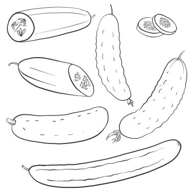 Salatalık çizim vektör