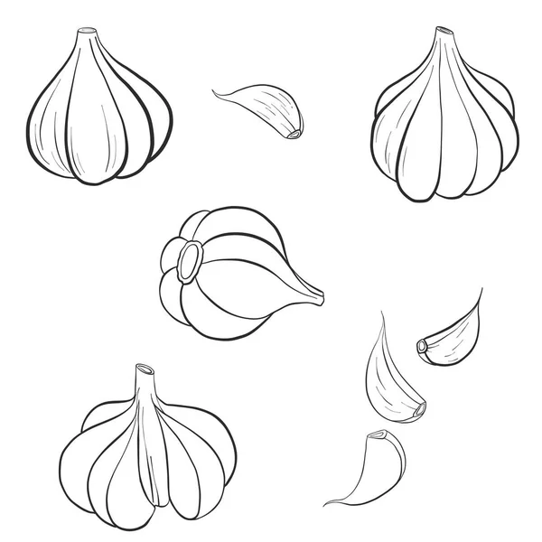 Vector drawing garlic — Stock Vector