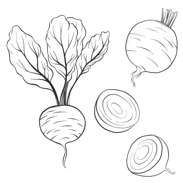 Vector drawing beets — Stock Vector