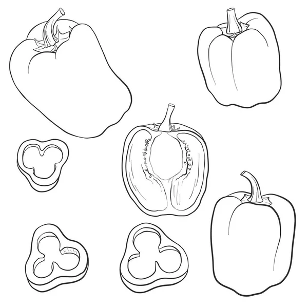 Vektorové kreslení sladká paprika — Stockový vektor