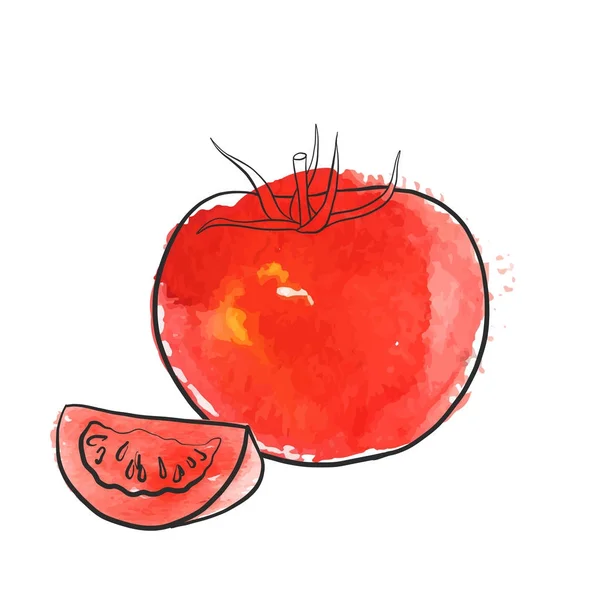 Vector tekening van tomaat — Stockvector