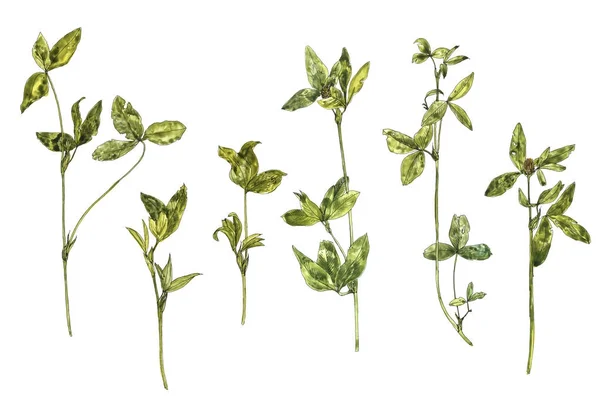 水彩描画花や植物のセット — ストック写真