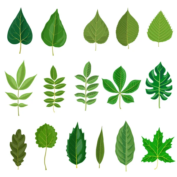 Vector set of tree leaves — Stock Vector