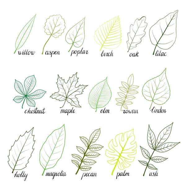 Vector set of tree leaves — Stock Vector