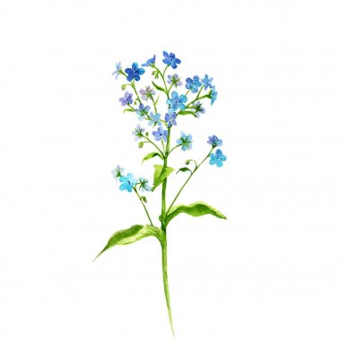 Çizim otlar ve yaprak suluboya kümesi