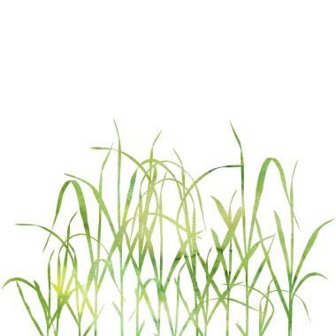 suluboya çim bitkileri