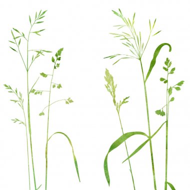 wattercolor vahşi tahıl bitkiler