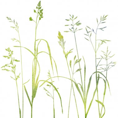 wattercolor vahşi tahıl bitkiler