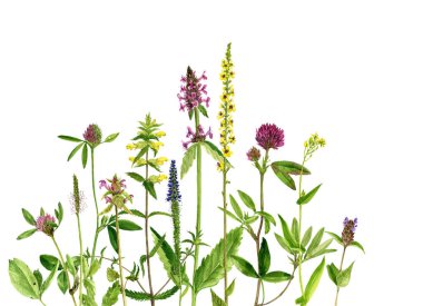 Sulu Boya çizim çiçek ve bitki