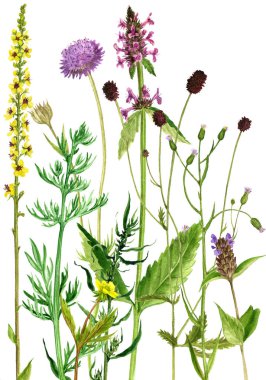 Sulu Boya çizim çiçek ve bitki